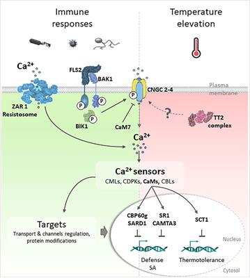 Is there a specific calcium signal out there to decode combined biotic stress and temperature elevation?